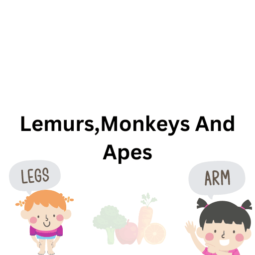 Lemurs,Monkeys And Apes